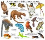 Animals of Madagascar print