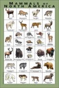 Mammals of North America poster