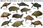 Map Turtles of the United States poster