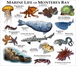 Marine Life of Monterey Bay print