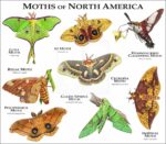 Moths of North America print