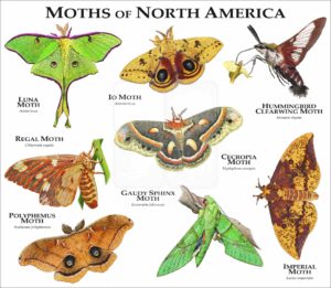 Moths of North America print