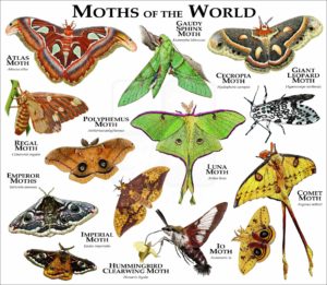 Moths of the World print