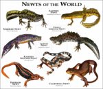 Newts of the World print