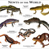 Newts of the World print