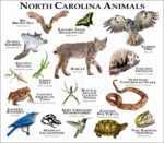 North Carolina Animals print