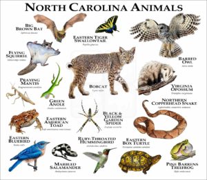 North Carolina Animals print