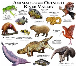 Animals of the Orinoco River Valley print