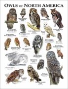 Owls of North America poster