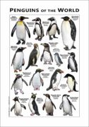 Penguins of the World poster