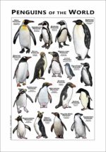 Penguins of the World poster