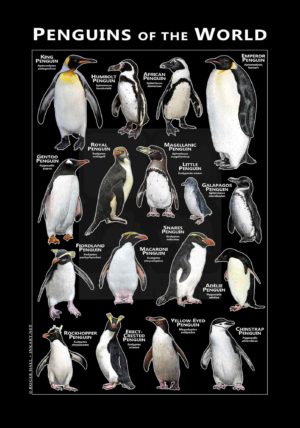 Penguins of the World - black