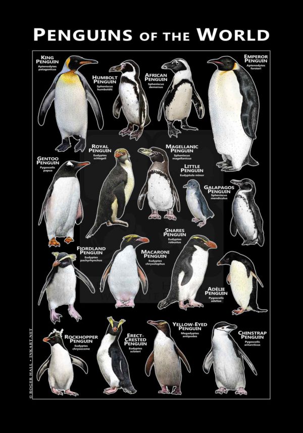 Penguins of the World - black