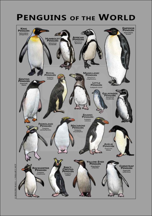 Penguins of the World poster - prey