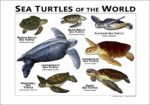 Sea Turtles of the World poster