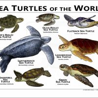 Sea Turtles of the World poster