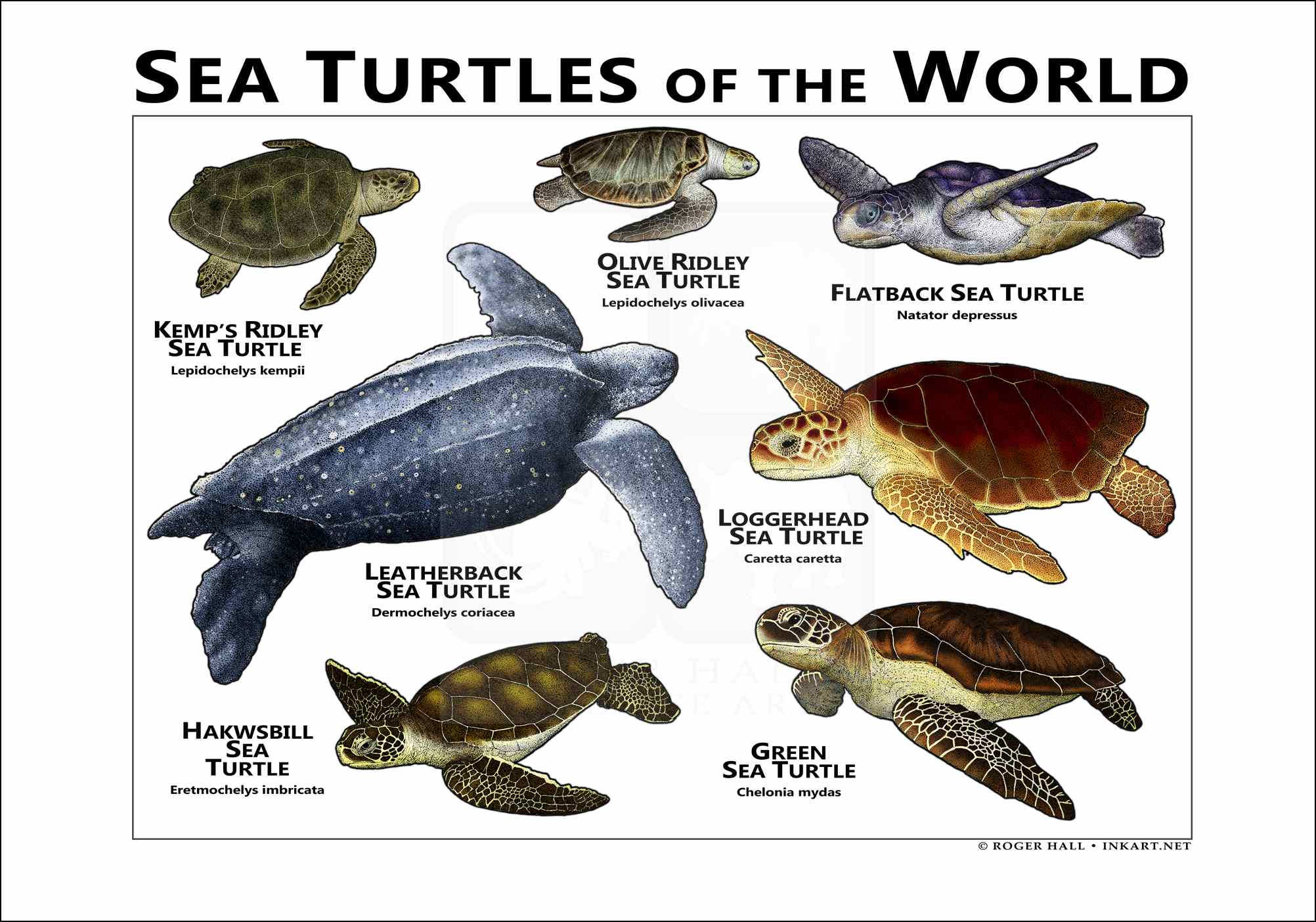 Sea Turtles All Different Types Sea Turtles All Different Types