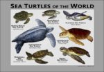 Sea Turtles of the World - gray