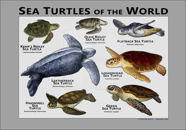 Sea Turtles of the World - gray