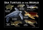 Sea Turtles of the World - black