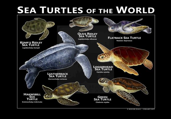 Sea Turtles of the World - black