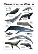 Whales of the World poster