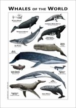 Whales of the World poster