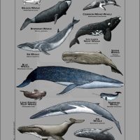 Whales of the World Poster - gray