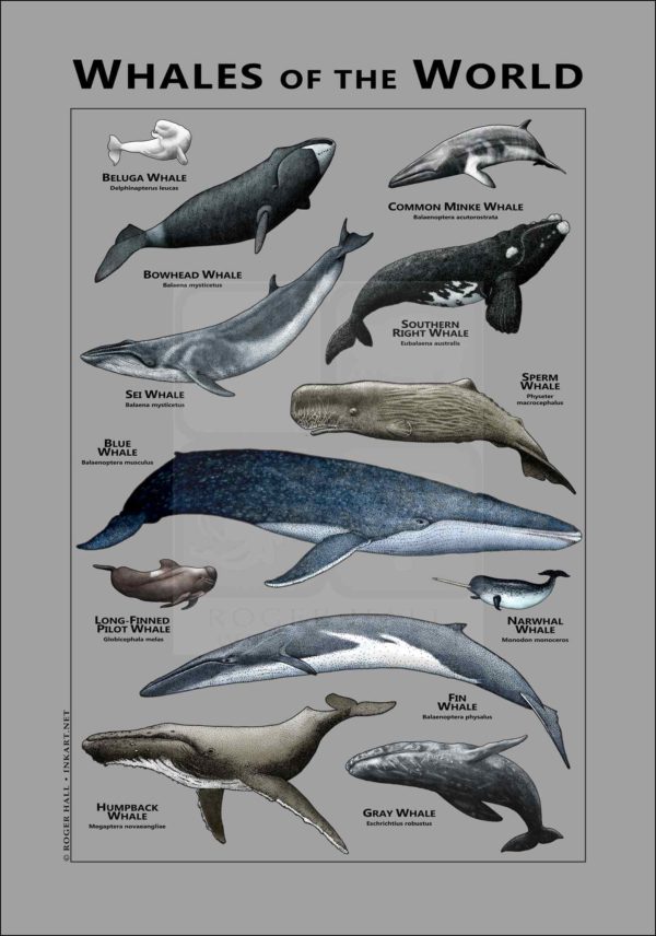 Whales of the World Poster - gray