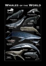 Whales of the World Poster - black