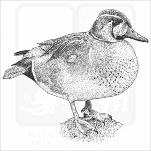 Baikal Teal