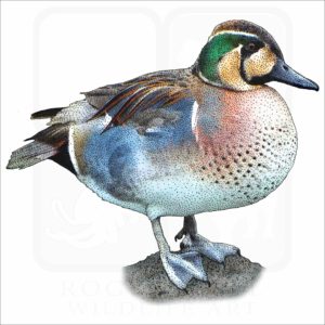 Baikal Teal Duck illustration