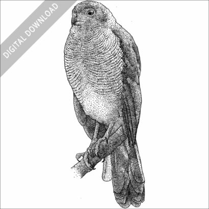 Barred Forest Falcon
