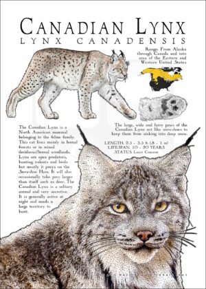 Canadian Lynx poster
