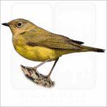 Connecticut Warbler illustration