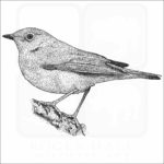 Connecticut Warbler illustration