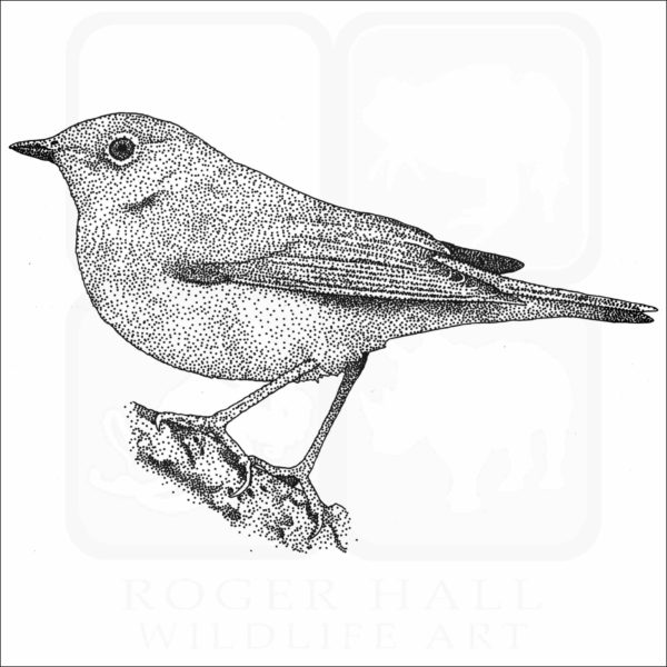 Connecticut Warbler illustration