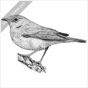 Connecticut Warbler stock image