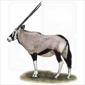 Gemsbok illustration