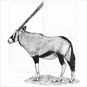 Gemsbok illustration