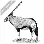 Gemsbok illustration