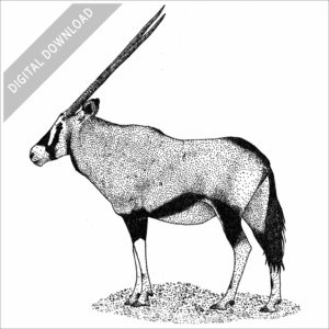 Gemsbok illustration
