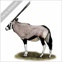 Gemsbok illustration