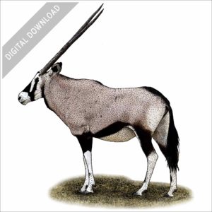 Gemsbok illustration