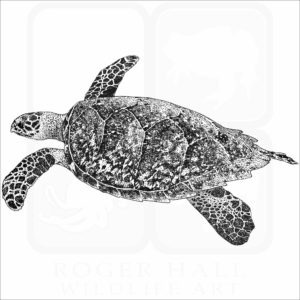 Hawksbill Sea Turtle