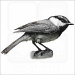Mountain Chickadee illustration