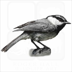 Mountain Chickadee illustration