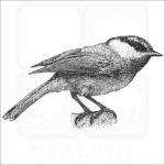 Mountain Chickadee illustration