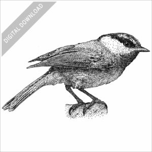 Mountain Chickadee illustration