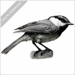Mountain Chickadee stock image